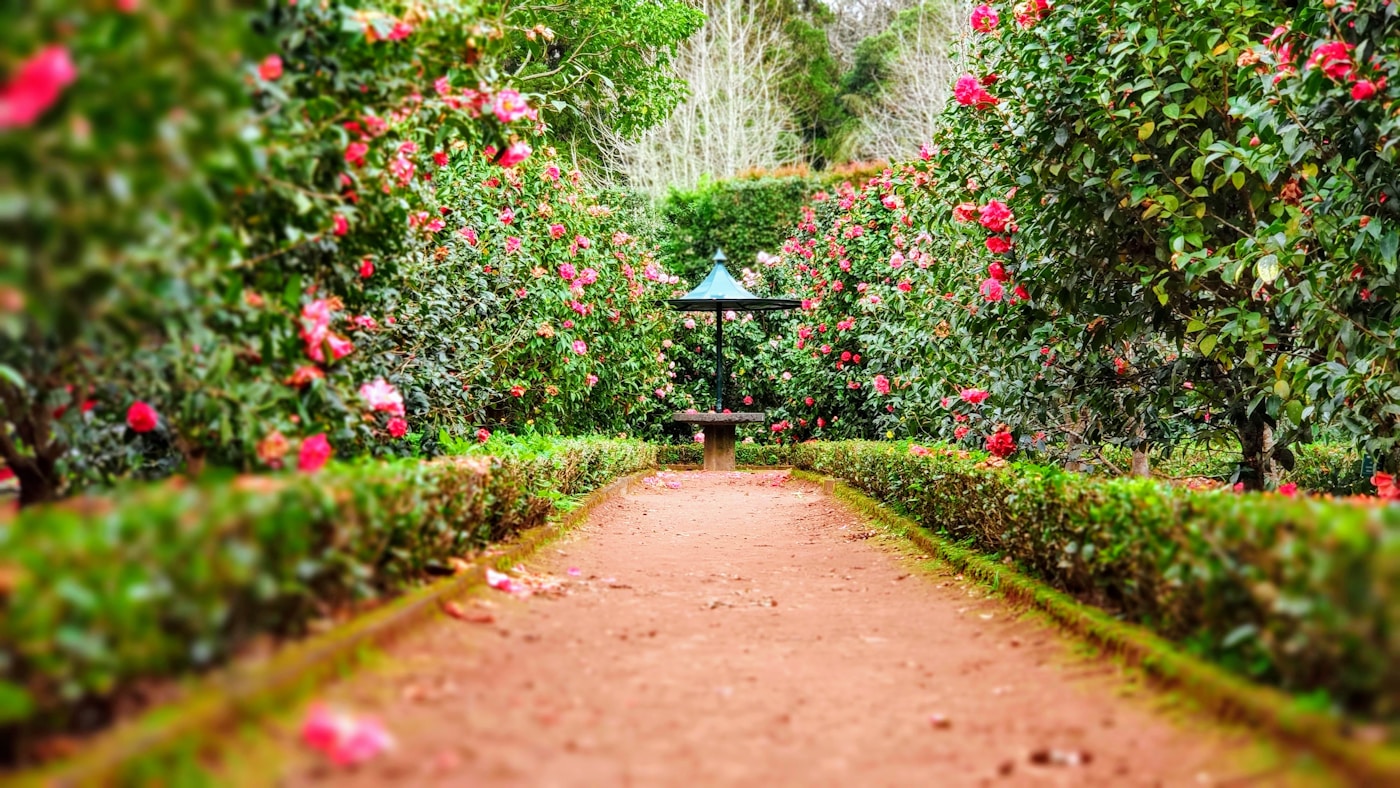 Lush landscaped garden with a path, layered greenery, and mature planting